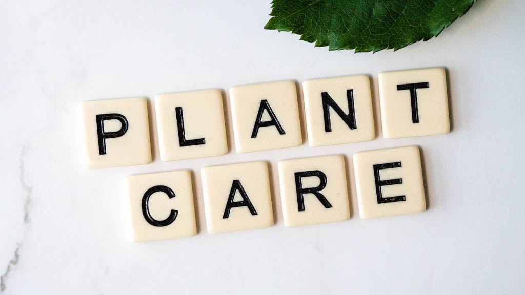 Plant care - Gründach Pflege