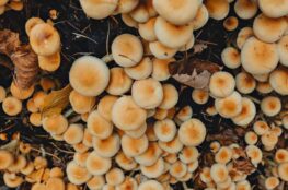 Myzelium Pilze wachsen großflächig